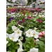 Petunias - various sizes